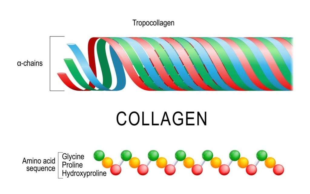 Молекула коллагена